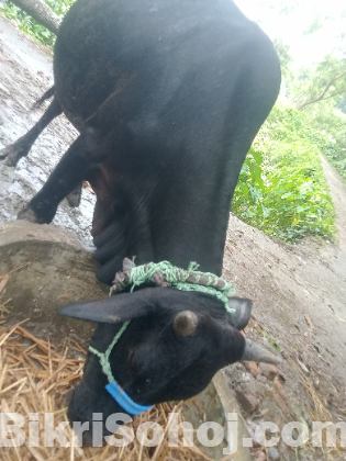 দেশি গরু